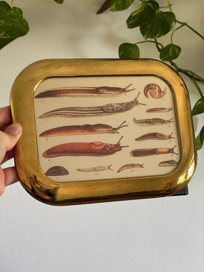 Medium Rounded Brass Frame and Slug Art Print