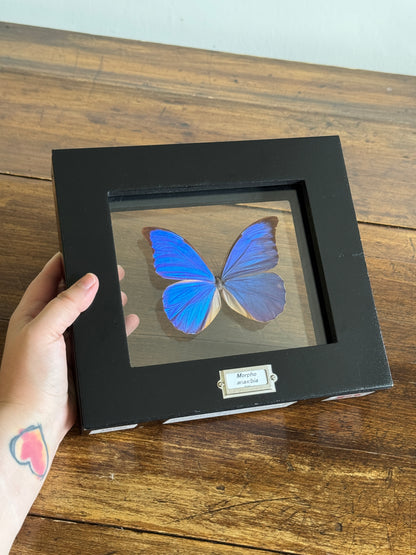 Real Butterfly Morpho Anaxibia from Brazil Shadow Box From Greenearth Jewels of Nature