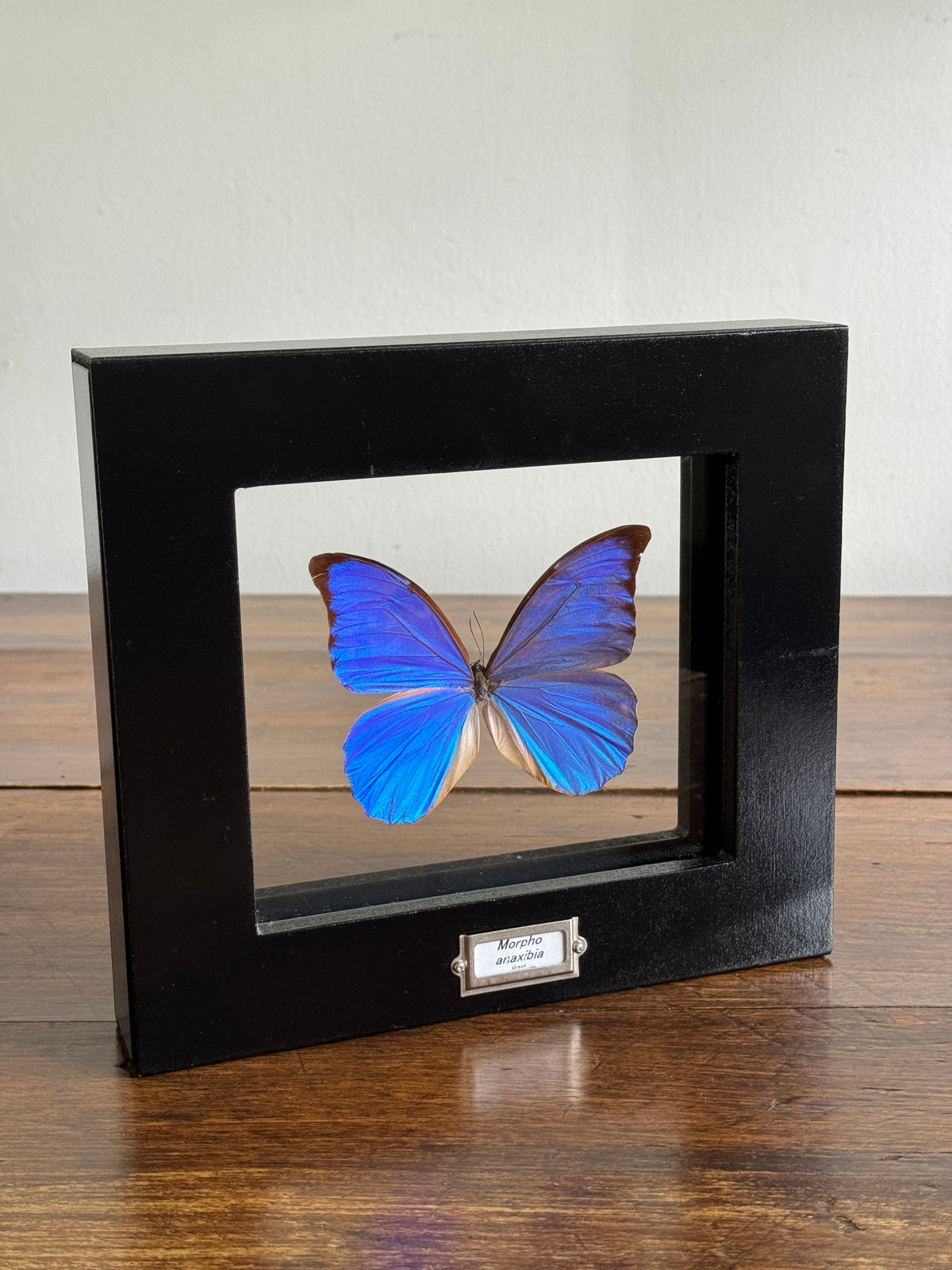 Real Butterfly Morpho Anaxibia from Brazil Shadow Box From Greenearth Jewels of Nature