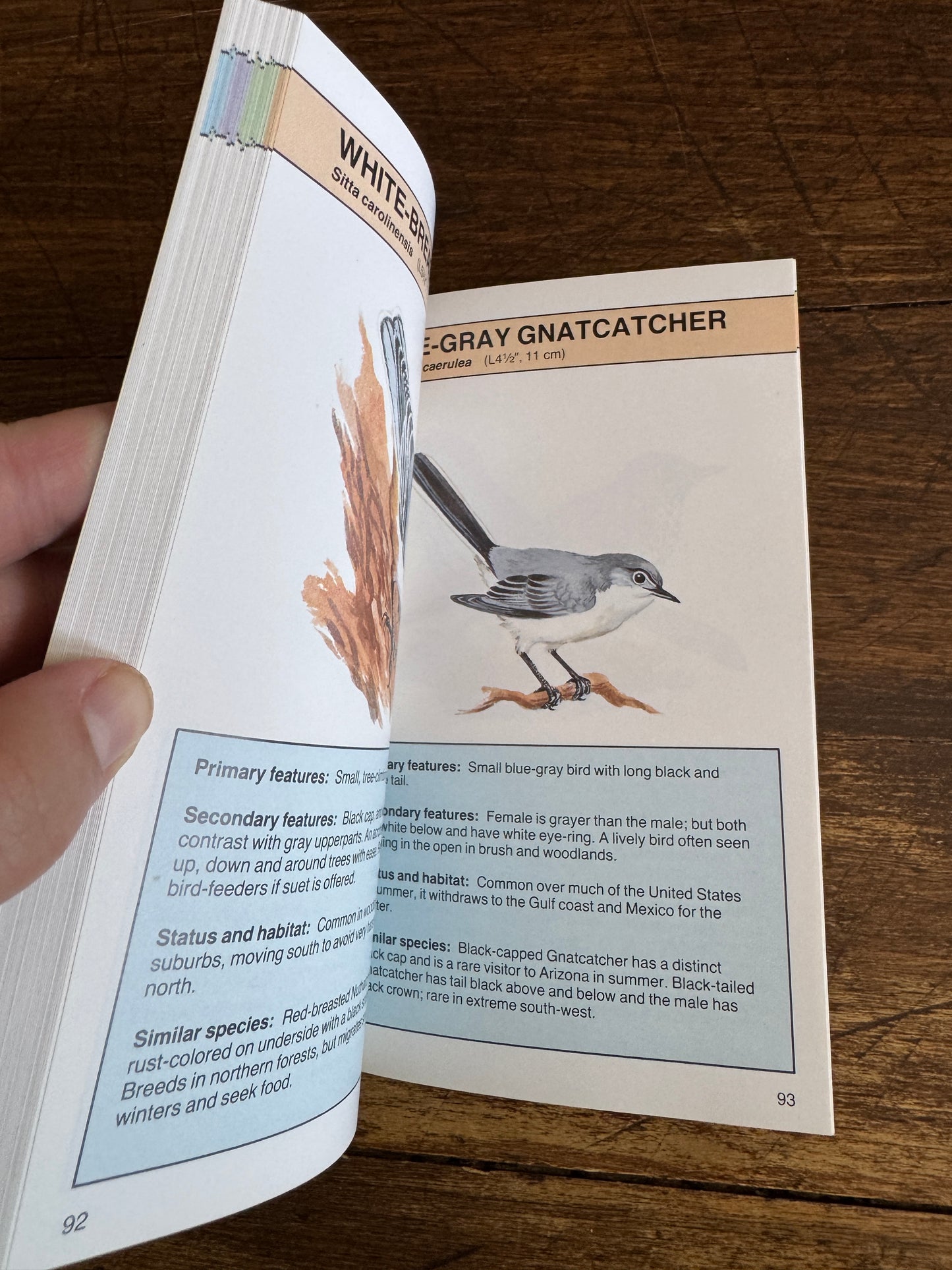 North American Birds Pocket Guide Book by Andrew Cleave