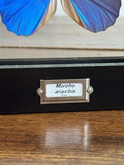 Real Butterfly Morpho Anaxibia from Brazil Shadow Box From Greenearth Jewels of Nature