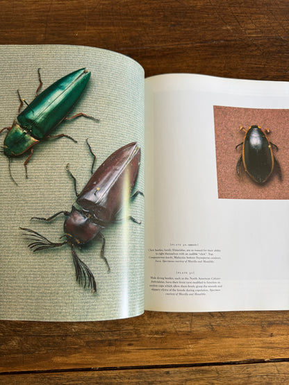 An Inordinate Fondness for Beetles Book by Evans and Bellamy 2000 - Printed in PR China