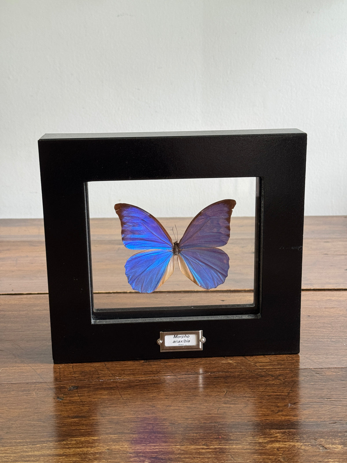 Real Butterfly Morpho Anaxibia from Brazil Shadow Box From Greenearth Jewels of Nature
