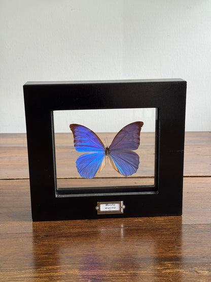 Real Butterfly Morpho Anaxibia from Brazil Shadow Box From Greenearth Jewels of Nature