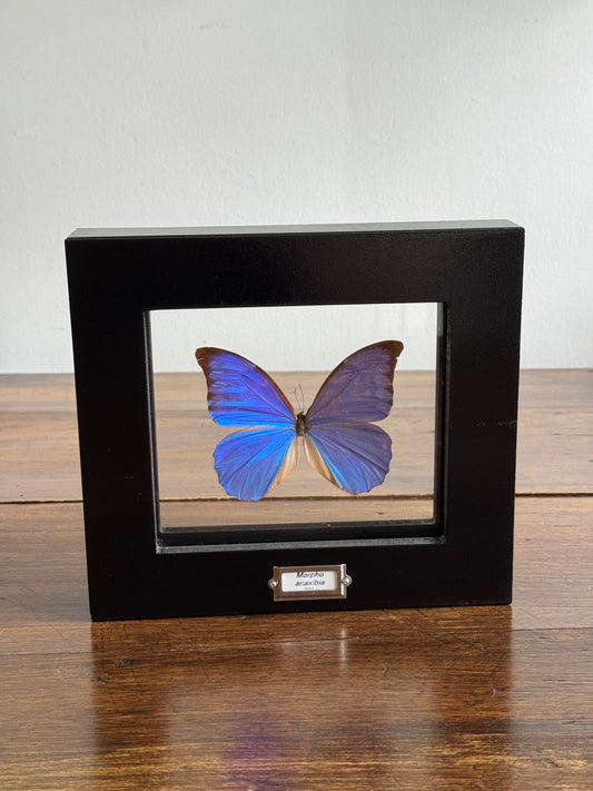Real Butterfly Morpho Anaxibia from Brazil Shadow Box From Greenearth Jewels of Nature
