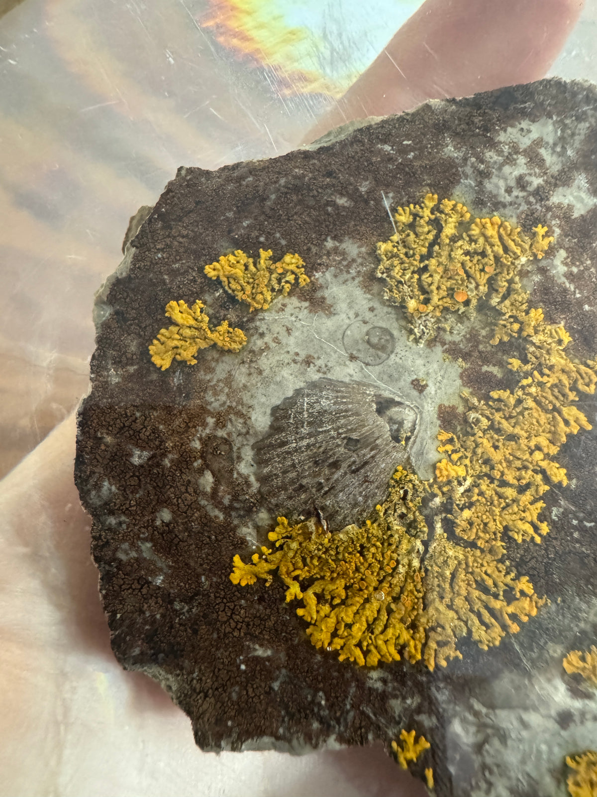Shell Fossil on Stone with Lichen in Lucite/Acrylic Specimen Paperweight