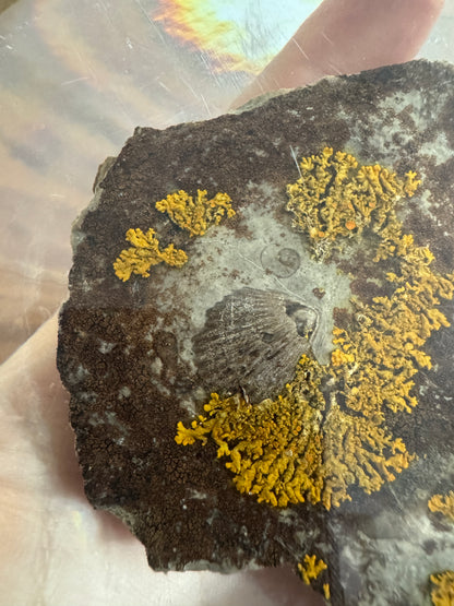 Shell Fossil on Stone with Lichen in Lucite/Acrylic Specimen Paperweight