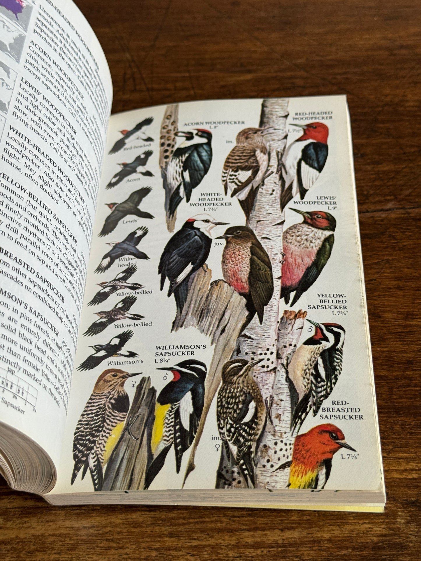 North American Birds Pocket Guide Book - Golden Books